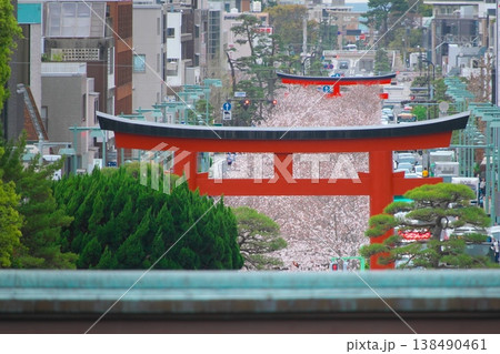 朱塗りの鳥居と段葛の桜　鎌倉 138490461