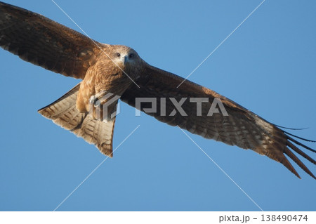 飛びながらこちらを見るトビ 138490474