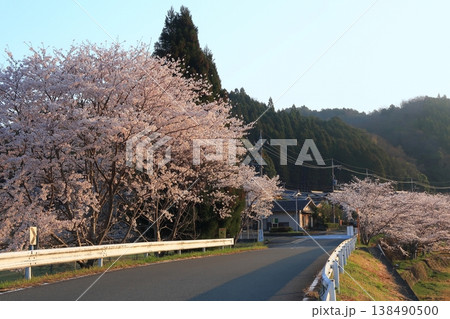 京都　南丹市　園部　殿田　日吉　桜　さくら　満開　花　山　朝 138490500