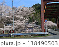 京都　南丹市　園部　殿田　日吉　桜　さくら　満開　花　山　朝 138490503