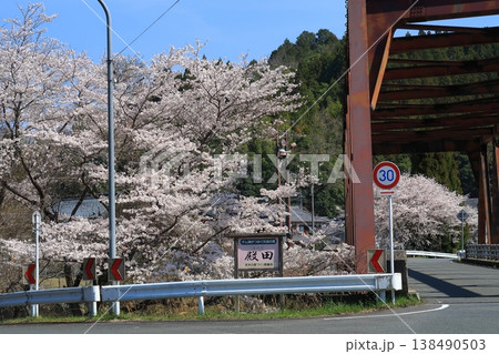 京都　南丹市　園部　殿田　日吉　桜　さくら　満開　花　山　朝 138490503
