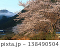 京都　南丹市　園部　殿田　日吉　桜　さくら　満開　花　山　朝 138490504