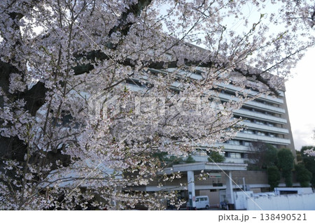 八王子市役所の桜 八王子市役所の桜 138490521