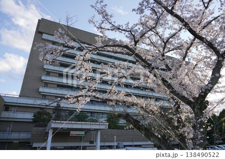 八王子市役所の桜 八王子市役所の桜 138490522