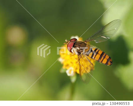 センダングサの仲間の花にヒラタアブの仲間がとまっている センダングサの仲間の花にヒラタアブの仲間がとまっている 138490553