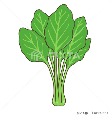 野菜-ほうれん草 野菜-ほうれん草 138490563