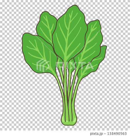 野菜-ほうれん草 野菜-ほうれん草 138490563