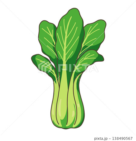 野菜-チンゲンサイ 野菜-チンゲンサイ 138490567