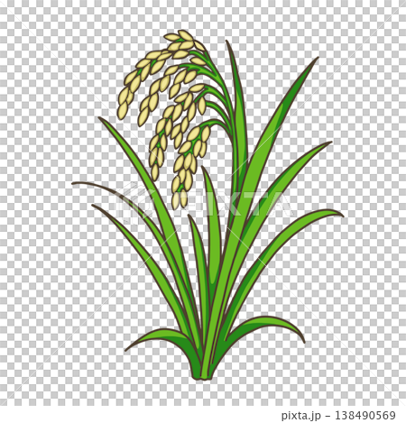 Grains - Rice 138490569