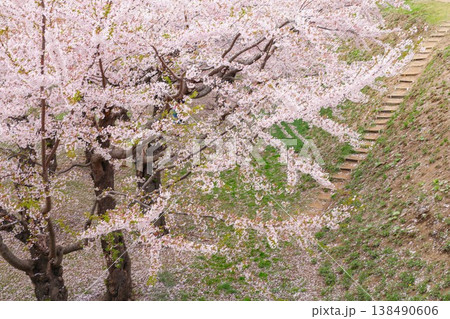 【函館・五稜郭】五稜郭公園の満開の桜 138490606