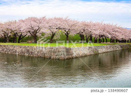 【函館・五稜郭】五稜郭公園の満開の桜 138490607