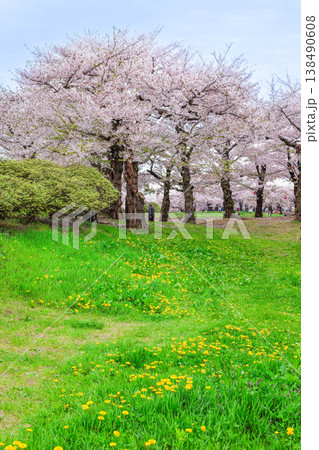 【函館・五稜郭】五稜郭公園の満開の桜 【函館・五稜郭】五稜郭公園の満開の桜 138490608