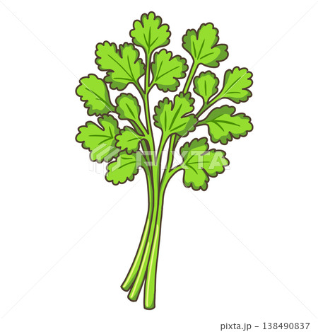野菜-パクチー 138490837