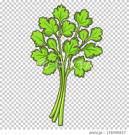野菜-パクチー 138490837