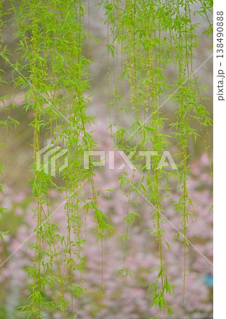 曇り空に映える桜 曇り空に映える桜 138490888