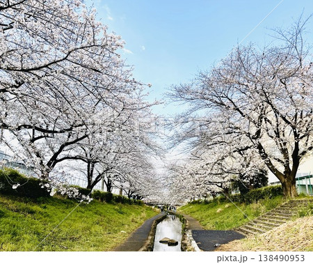 桜のトンネル 桜のトンネル 138490953