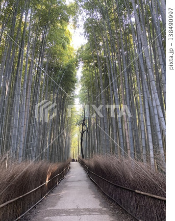 誰もいない嵐山 竹林の小径 誰もいない嵐山 竹林の小径 138490997