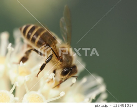 ヤツデの花で蜜を集めるニホンミツバチ ヤツデの花で蜜を集めるニホンミツバチ 138491017