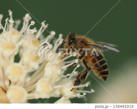 ヤツデの花で蜜を集めるニホンミツバチ 138491018