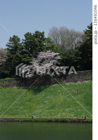 千鳥ヶ淵の桜 千鳥ヶ淵の桜 138491046