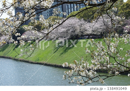 千鳥ヶ淵 満開の桜 千鳥ヶ淵 満開の桜 138491049
