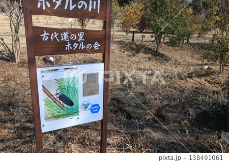 埼玉県行田市古代蓮の里のほたるの川 138491061