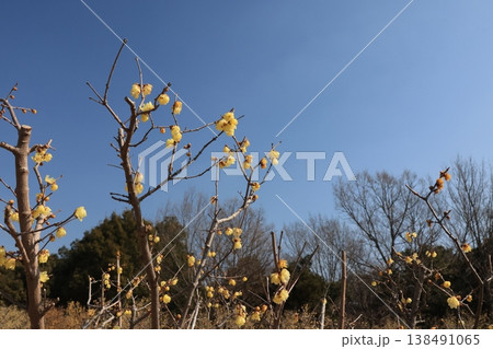 蝋梅の花 蝋梅の花 138491065