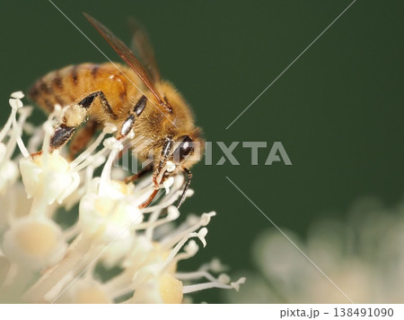 ヤツデの花で蜜を集めセイヨウミツバチ ヤツデの花で蜜を集めセイヨウミツバチ 138491090