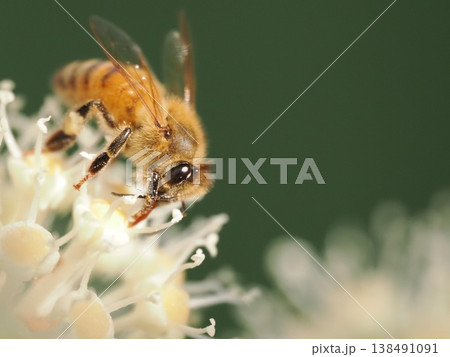 ヤツデの花で蜜を集めセイヨウミツバチ 138491091