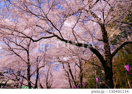満開の桜のトンネル 138491134