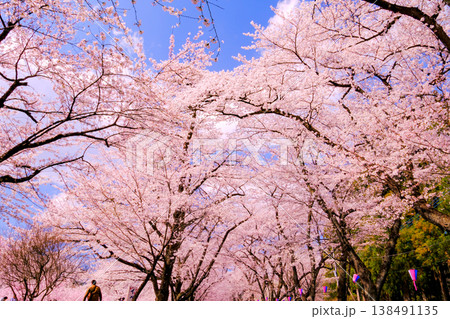 青空に映える満開の桜 138491135