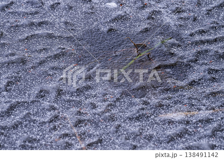 凍った池に閉じ込められた植物 凍った池に閉じ込められた植物 138491142