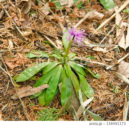 ショウジョウバカマの花 138491173