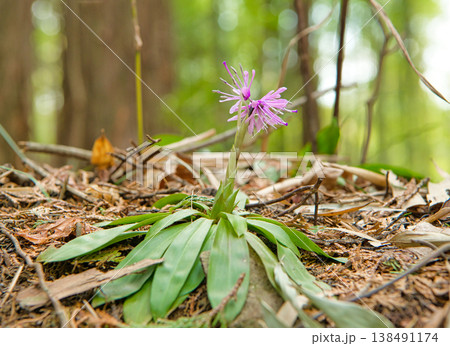 ショウジョウバカマの花 138491174