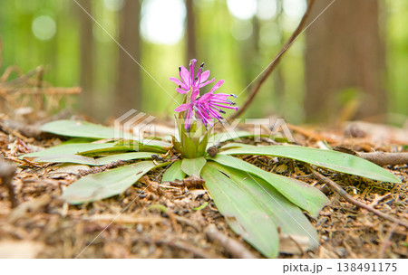 ショウジョウバカマの花 138491175