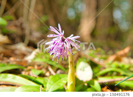 ショウジョウバカマの花 138491176