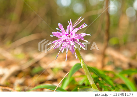 ショウジョウバカマの花 138491177