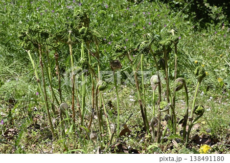 春の野原に新芽を伸ばすゼンマイ 138491180