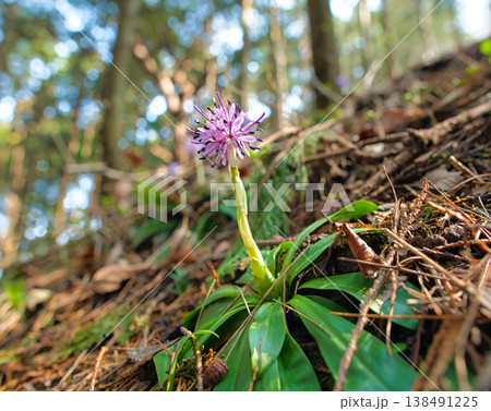 ショウジョウバカマの花 138491225