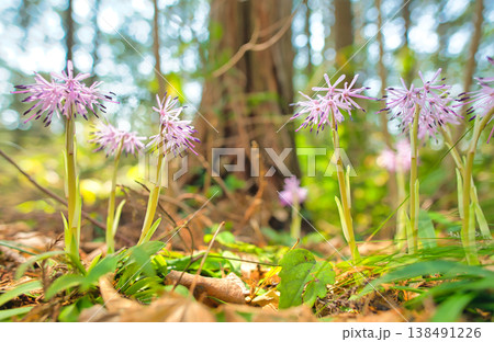 ショウジョウバカマの花 138491226