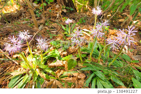 ショウジョウバカマの花 138491227