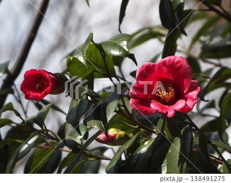 緑の葉の中に咲く赤いツバキの花と蕾 緑の葉の中に咲く赤いツバキの花と蕾 138491275