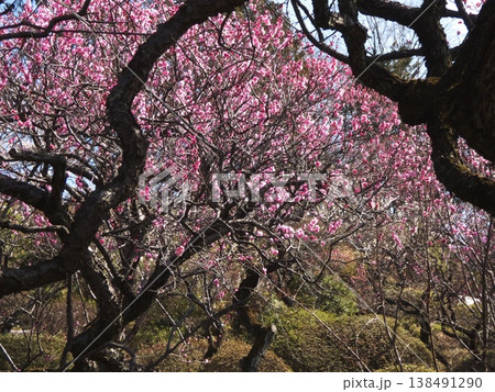 太い幹と枝に囲まれた満開の紅梅 太い幹と枝に囲まれた満開の紅梅 138491290