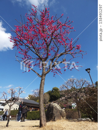 青空に向かって枝を伸ばし満開に咲く濃いピンク色の河津桜 138491297