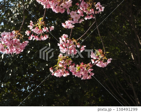暗い森の背景に鮮やかに映える満開の河津桜の枝 138491299