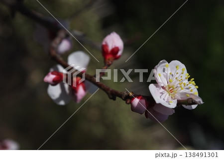 枝先に開花した一輪の白い梅の花とピンク色の蕾の接写 138491301