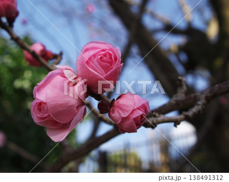 青空を背景に枝に咲くピンク色の八重桜の蕾と花 青空を背景に枝に咲くピンク色の八重桜の蕾と花 138491312