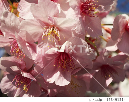 青空を背景に接写した満開のカワヅザクラの花々 青空を背景に接写した満開のカワヅザクラの花々 138491314