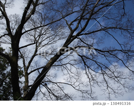 青空と白い雲を背景に見上げた冬の落葉樹の枝ぶり 138491316