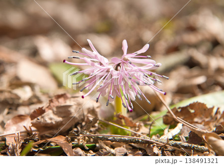 ショウジョウバカマの花 138491321
